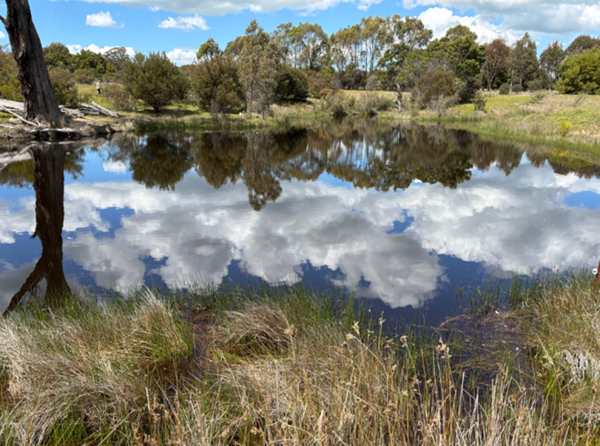 A pond with grass and trees and clouds in the skyAI-generated content may be incorrect.